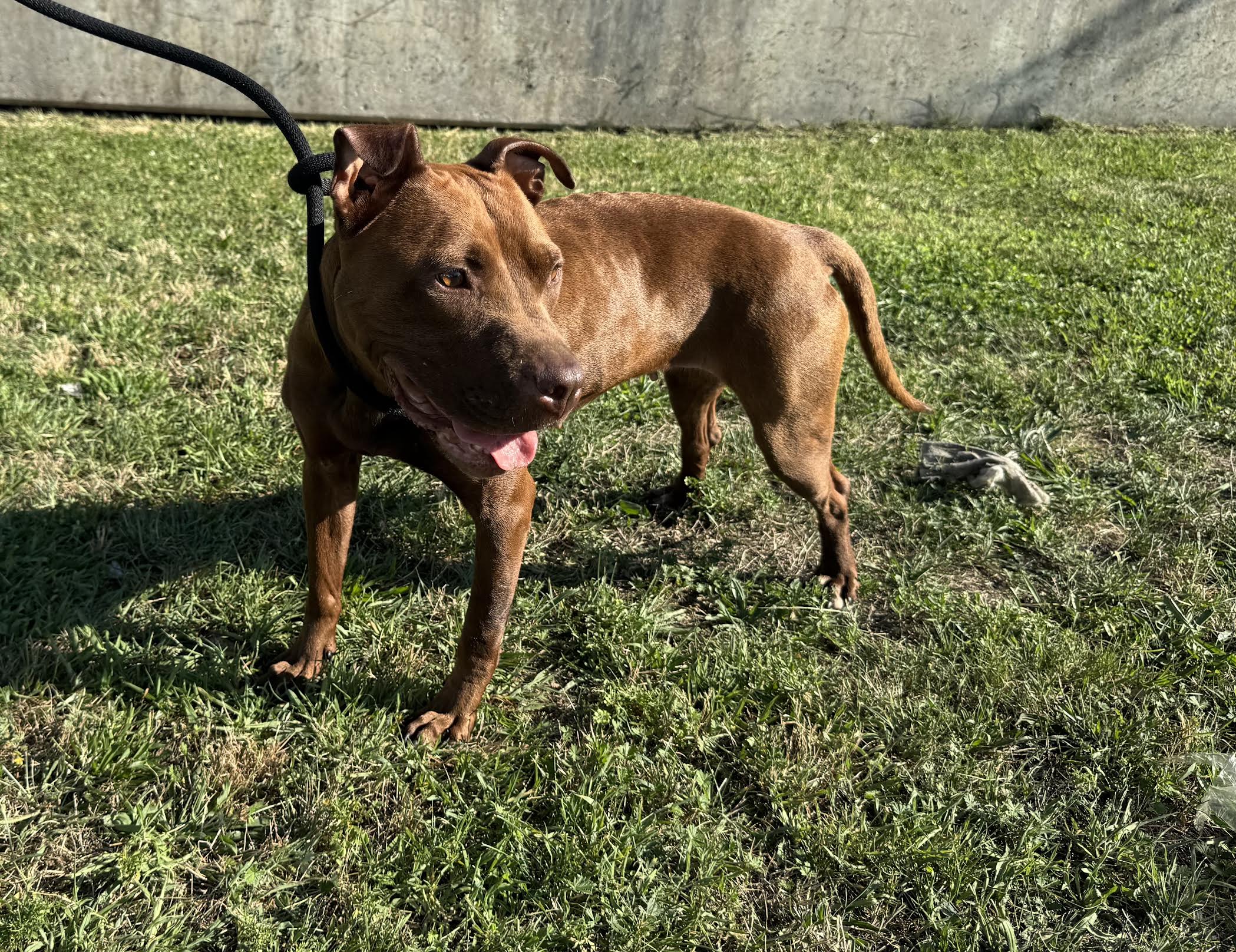 Atari - Adult Female American Pit Bull Terrier - Featured