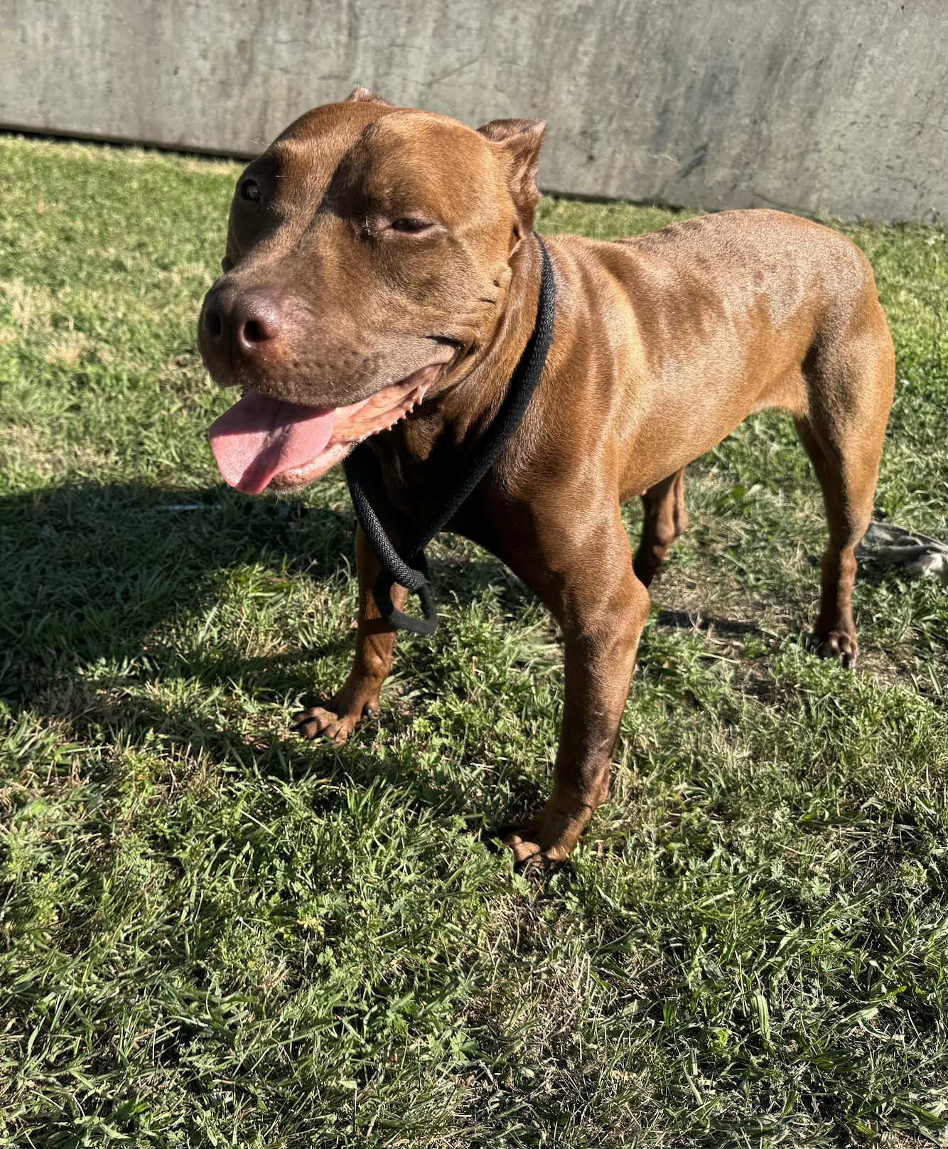 Atari - Adult Female American Pit Bull Terrier - Image 1