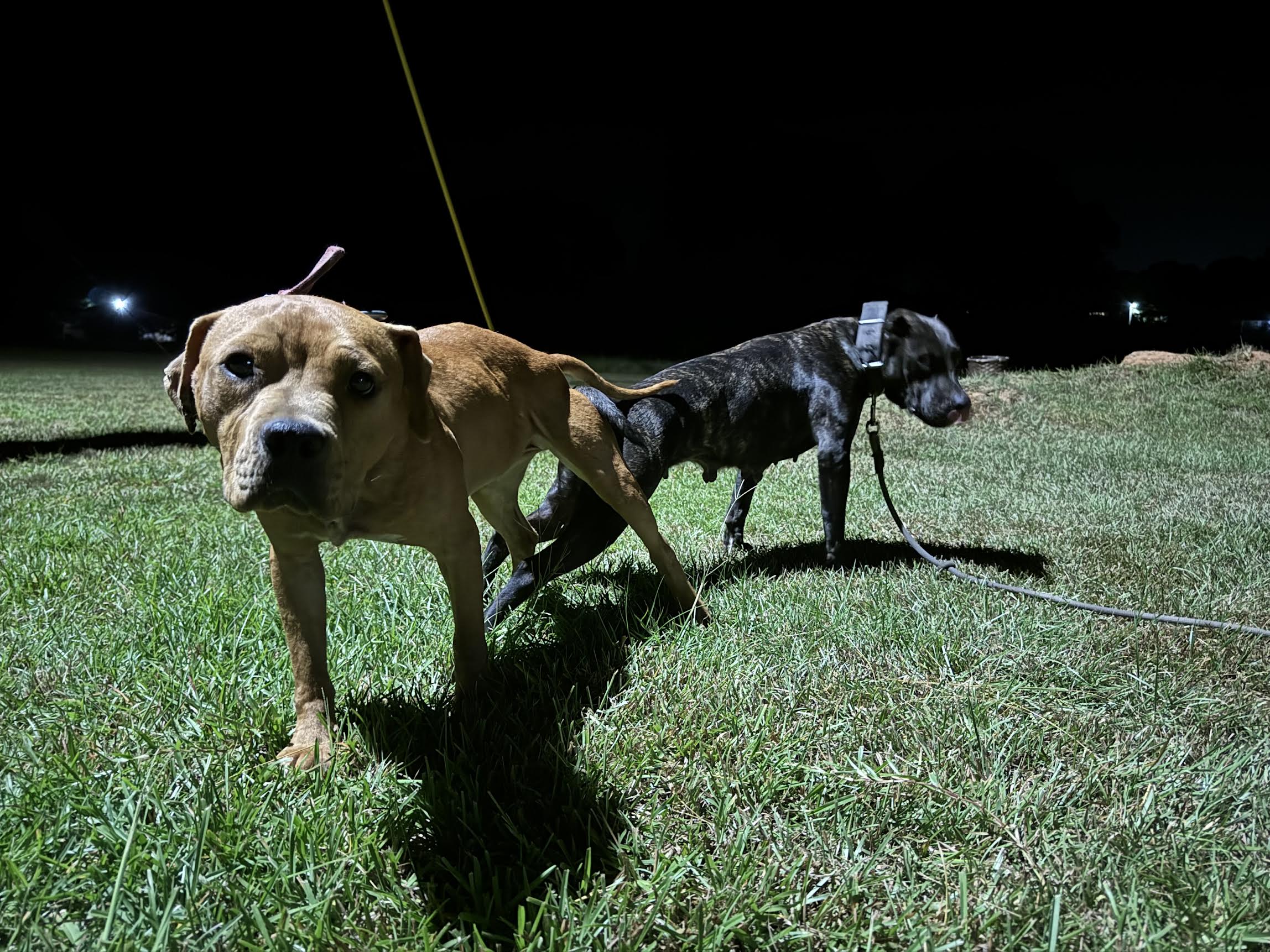 Bruce Wayne - Sire