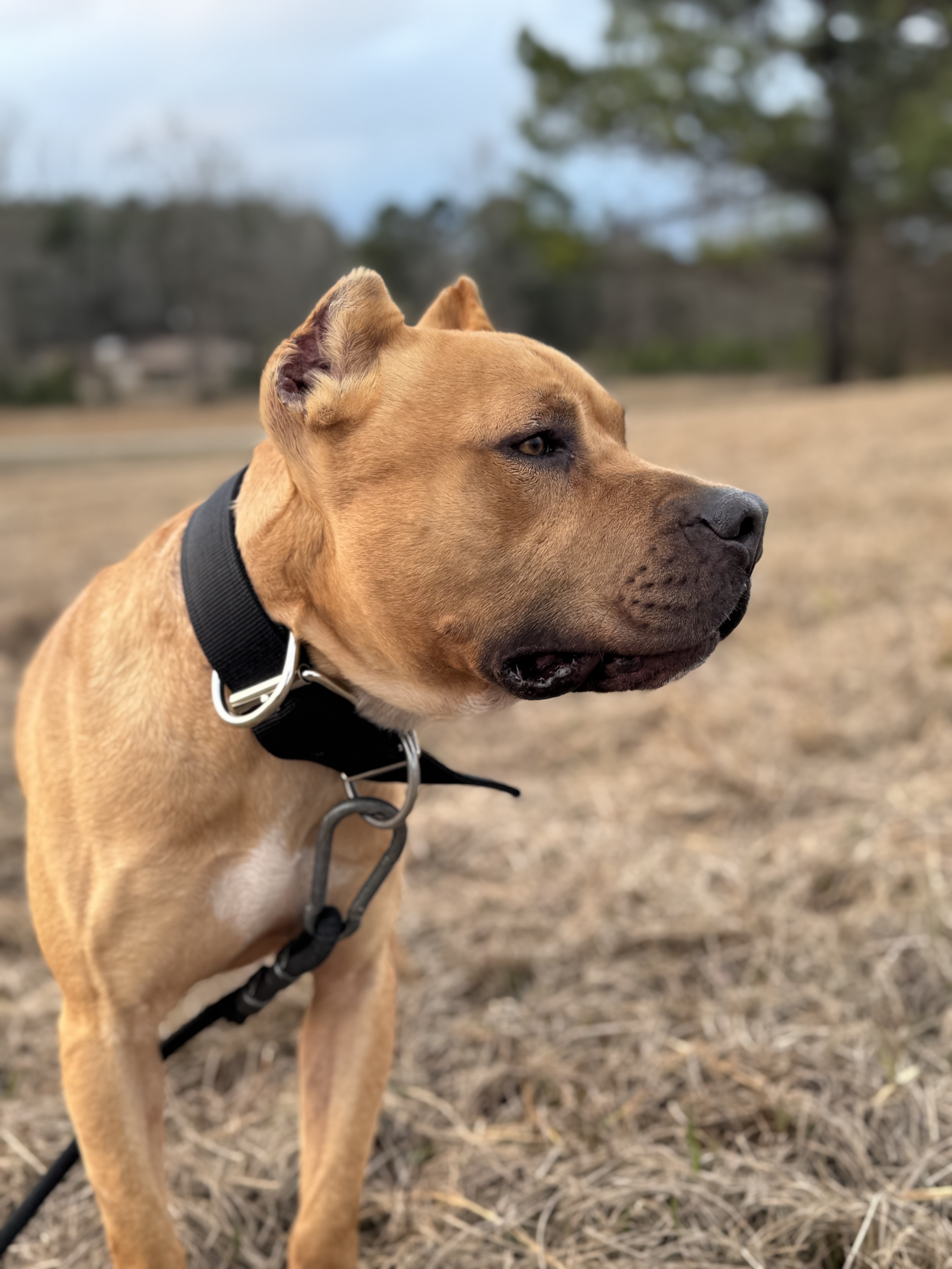 Robinson's Bumpy - Foundation Stud American Pit Bull Terrier - Image 2