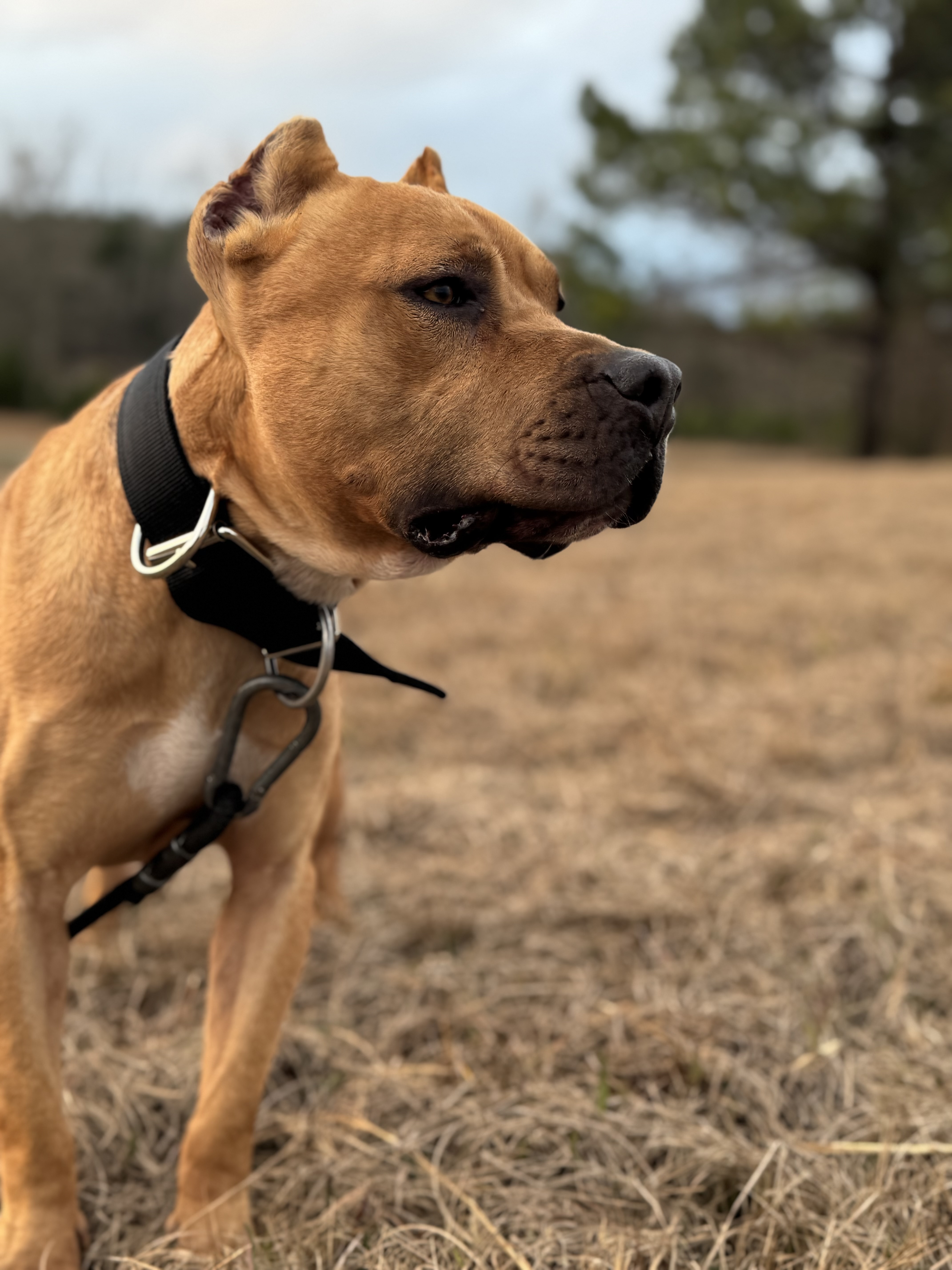 Robinson's Bumpy - Foundation Stud American Pit Bull Terrier - Image 3