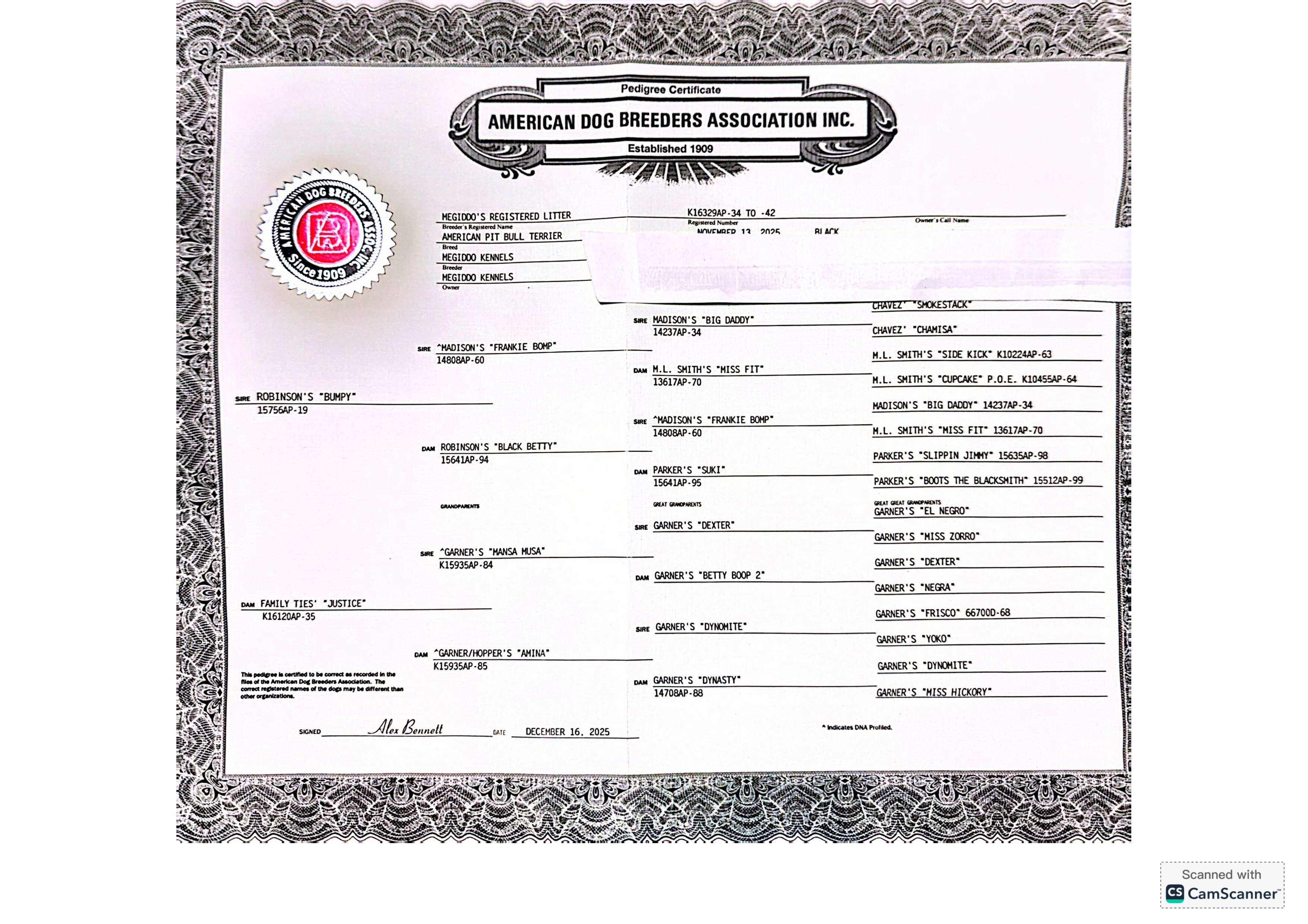 ADBA Litter Pedigree Certificate for Bumpy X Justice