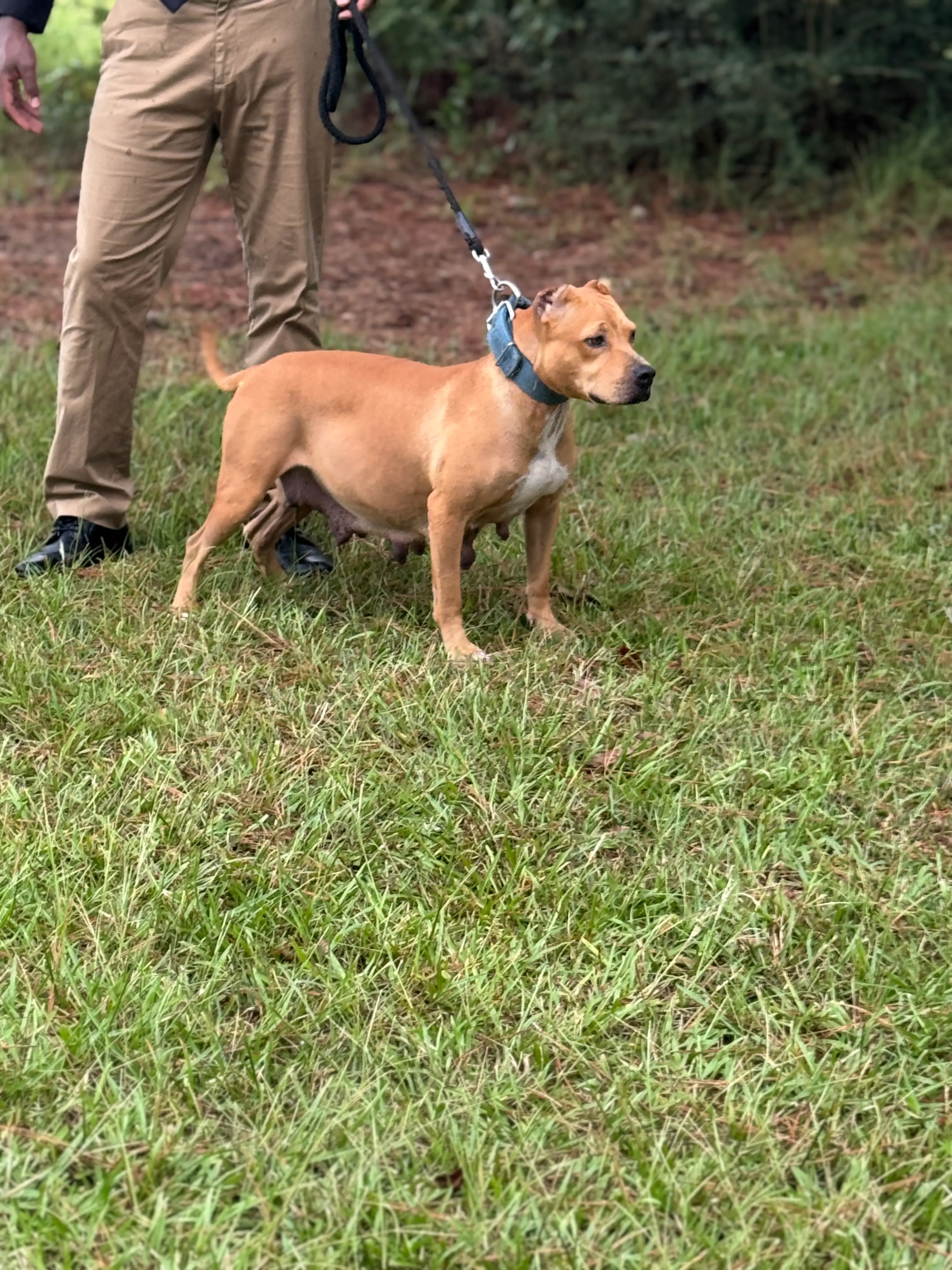 Cayenne, a tan American Pit Bull Terrier dam, standing on a leash in grass with her handler nearby