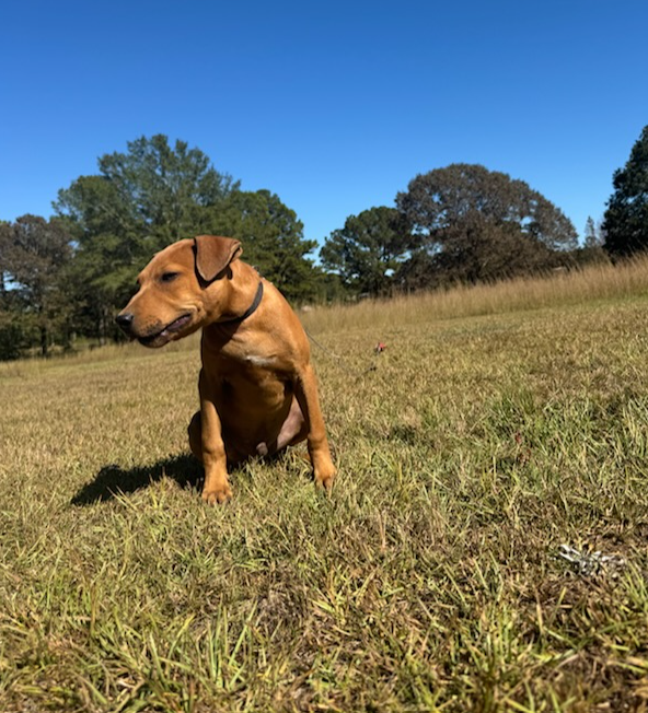 Catch Guard Megiddo Merchandise