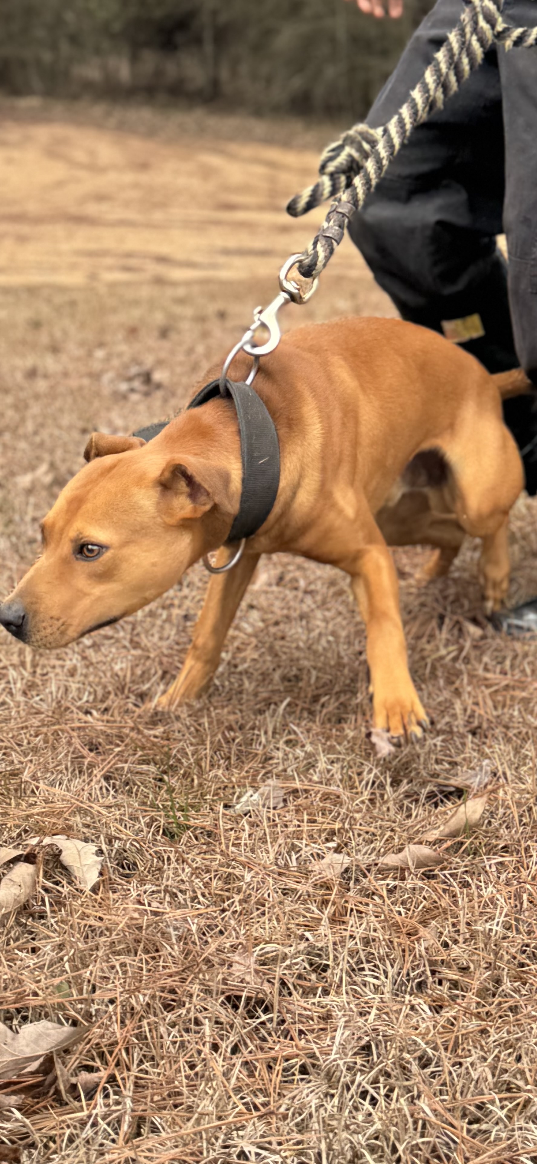 Megiddo's Comanche - American Pit Bull Terrier - Image 1