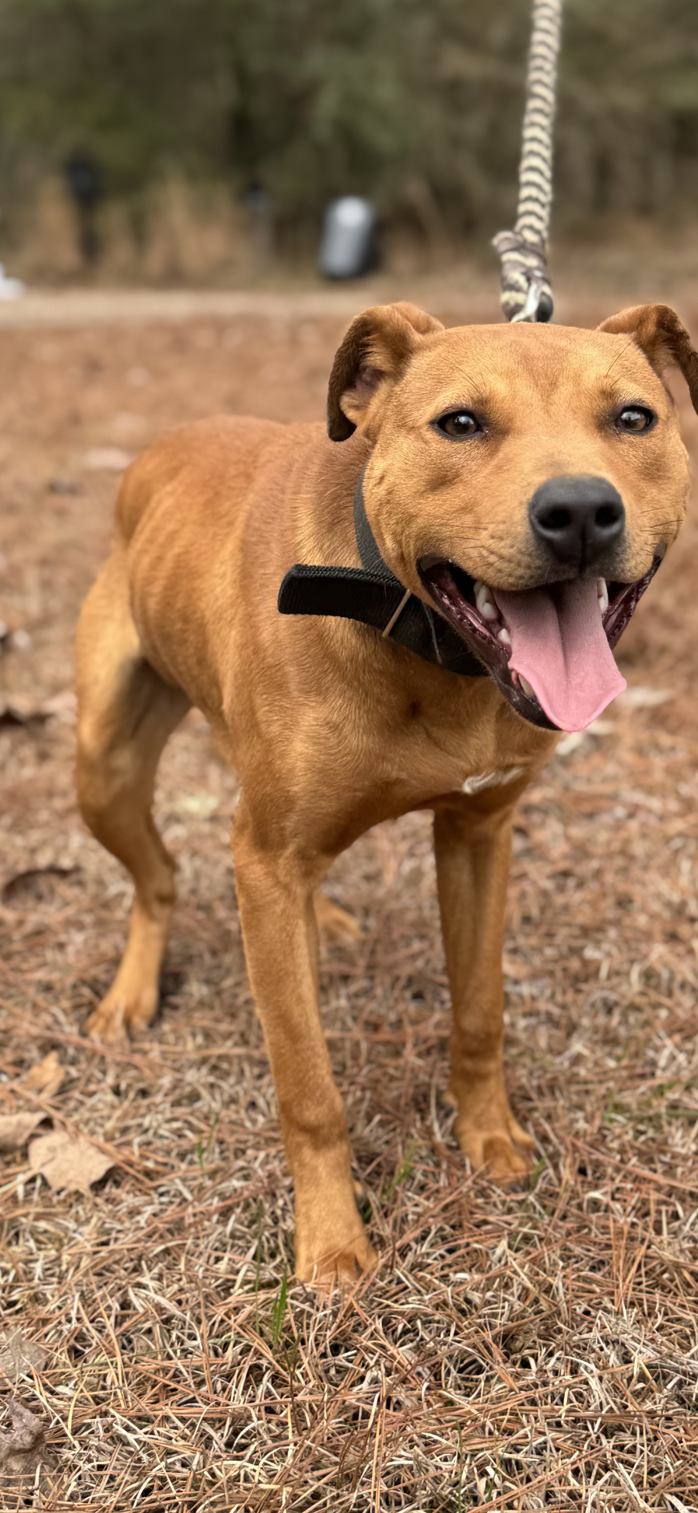 Megiddo's Comanche - American Pit Bull Terrier - Image 2