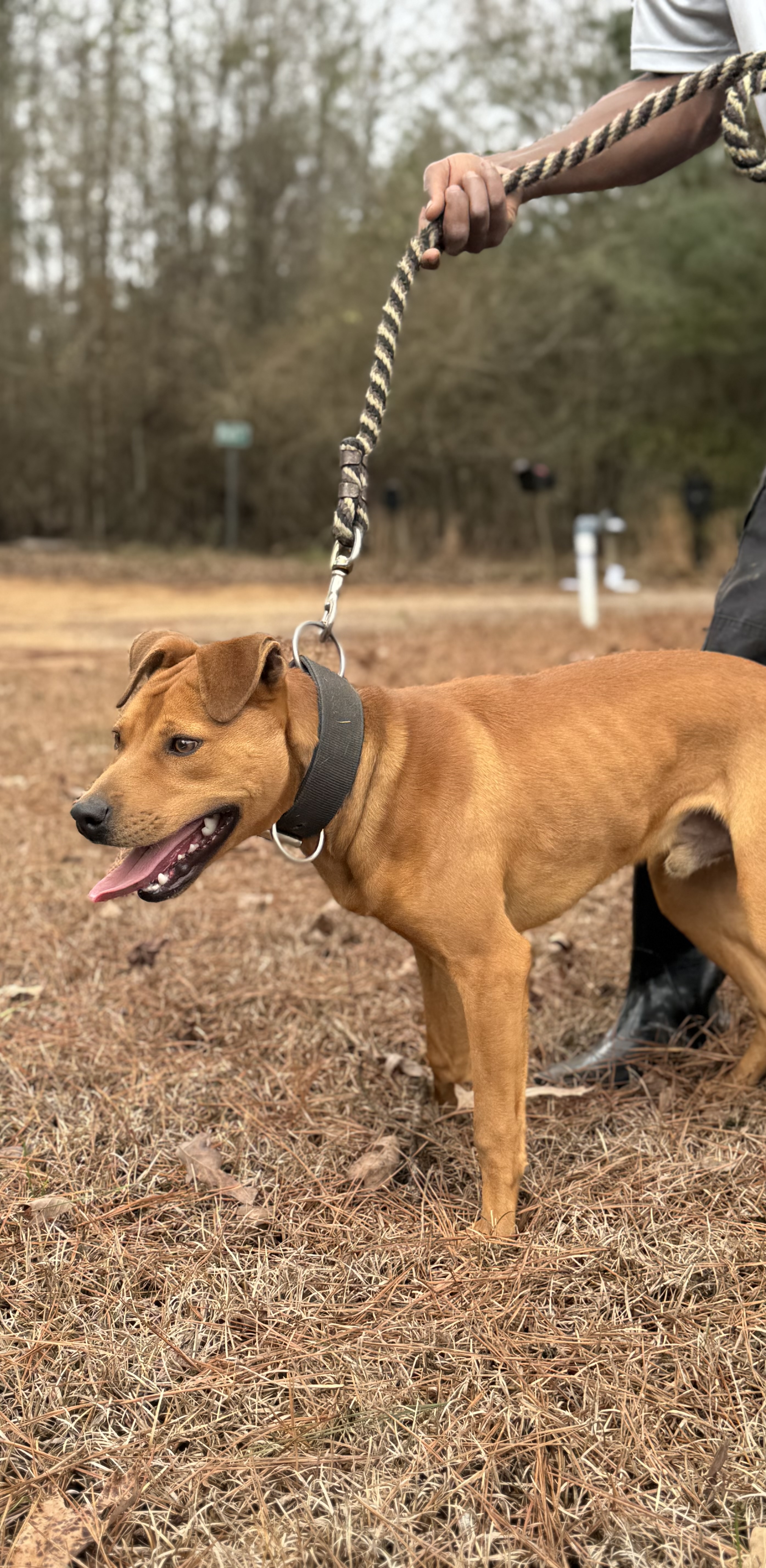 Megiddo's Comanche - American Pit Bull Terrier - Image 3