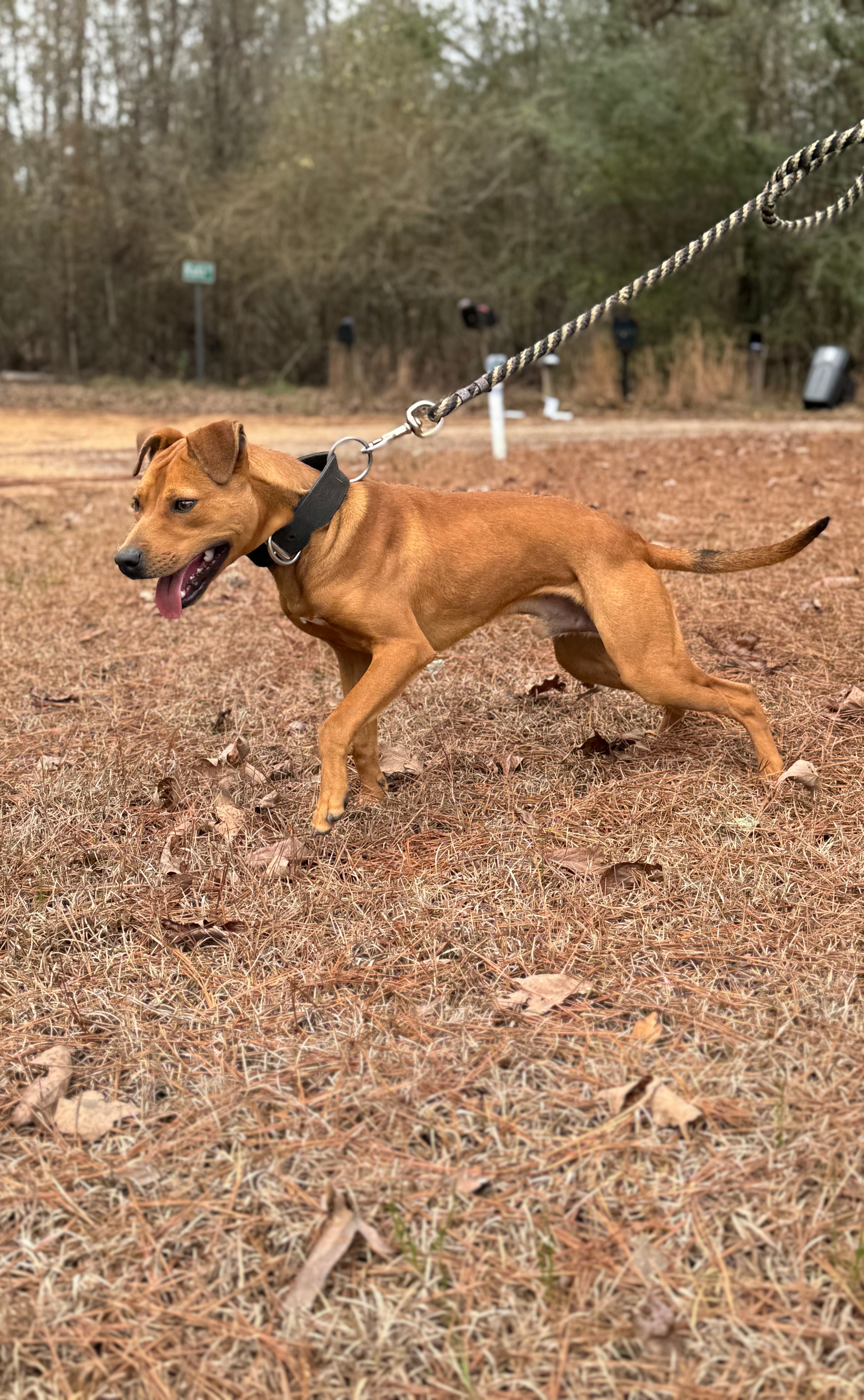 Megiddo's Comanche - American Pit Bull Terrier - Image 5
