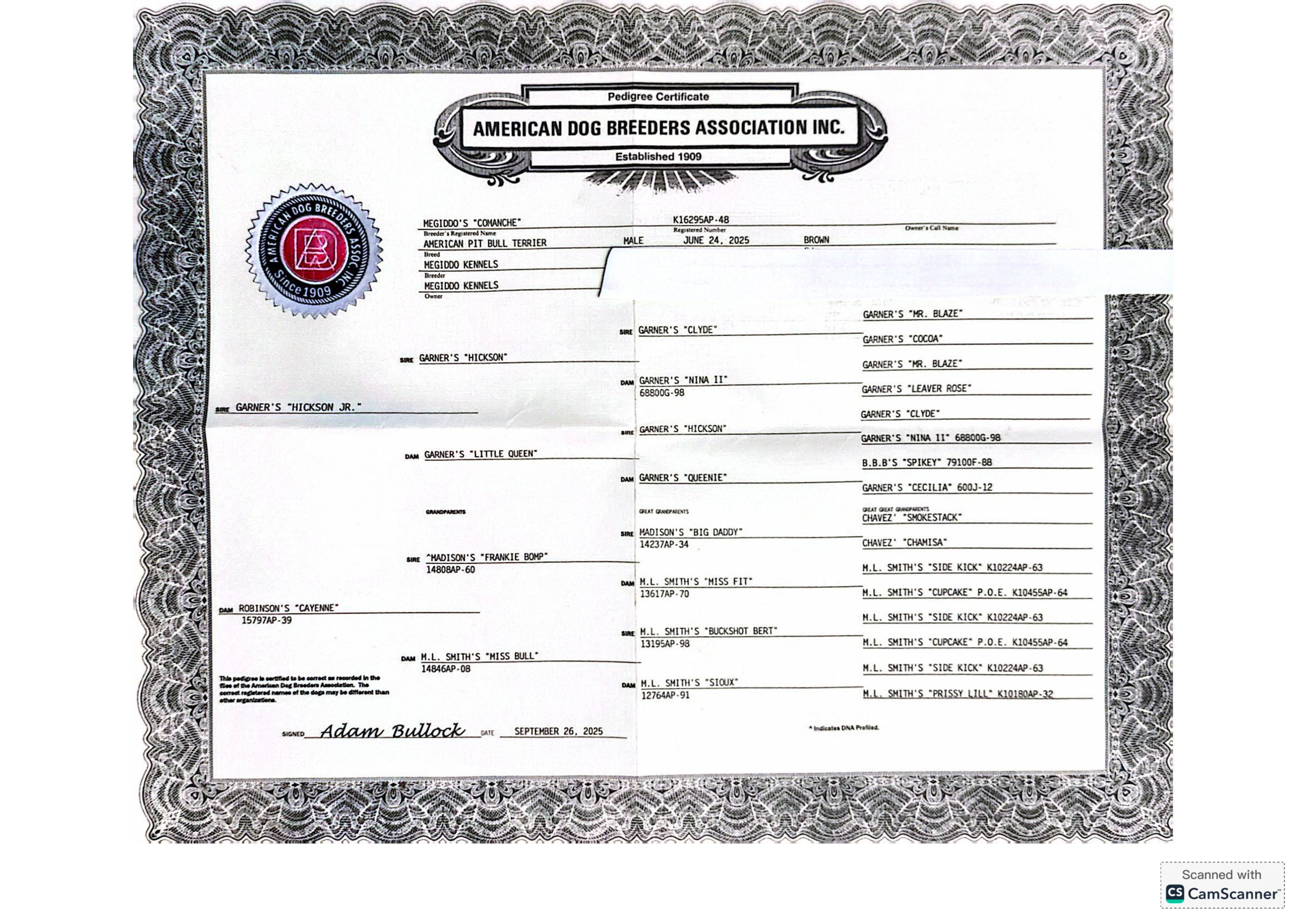 Megiddo's Comanche - American Pit Bull Terrier - Image 6