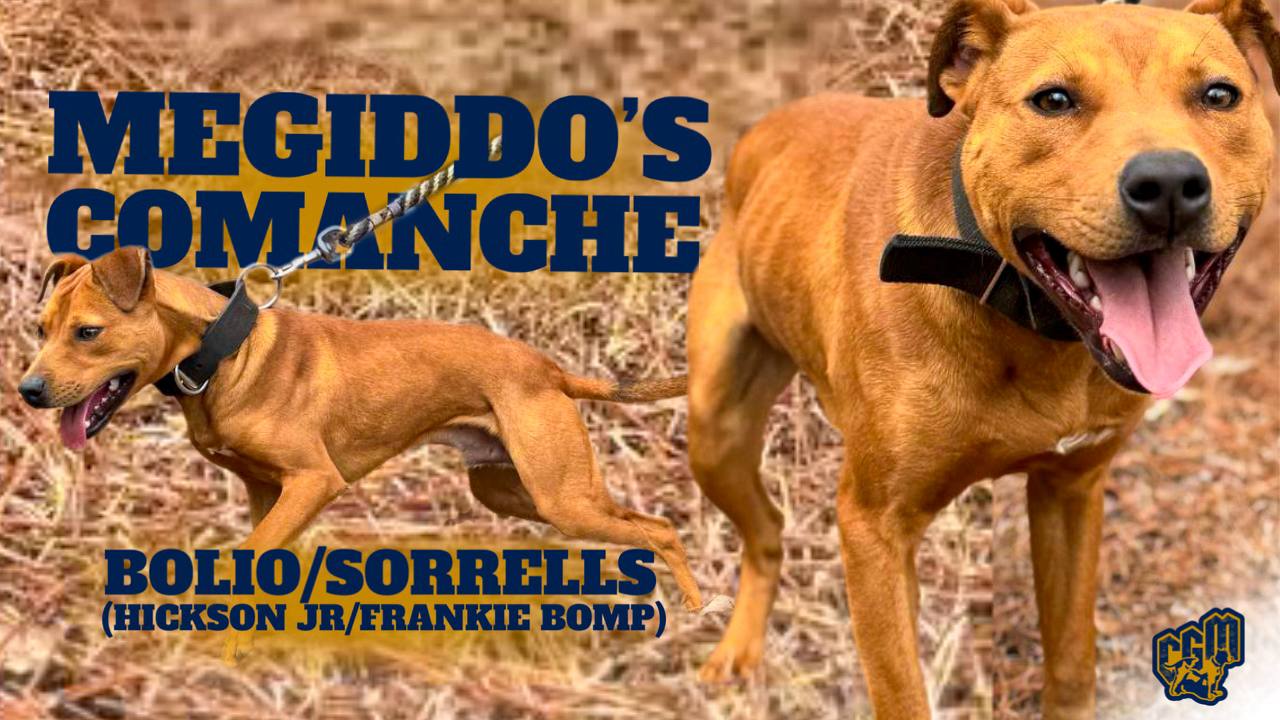 Megiddo's Comanche - American Pit Bull Terrier - Featured