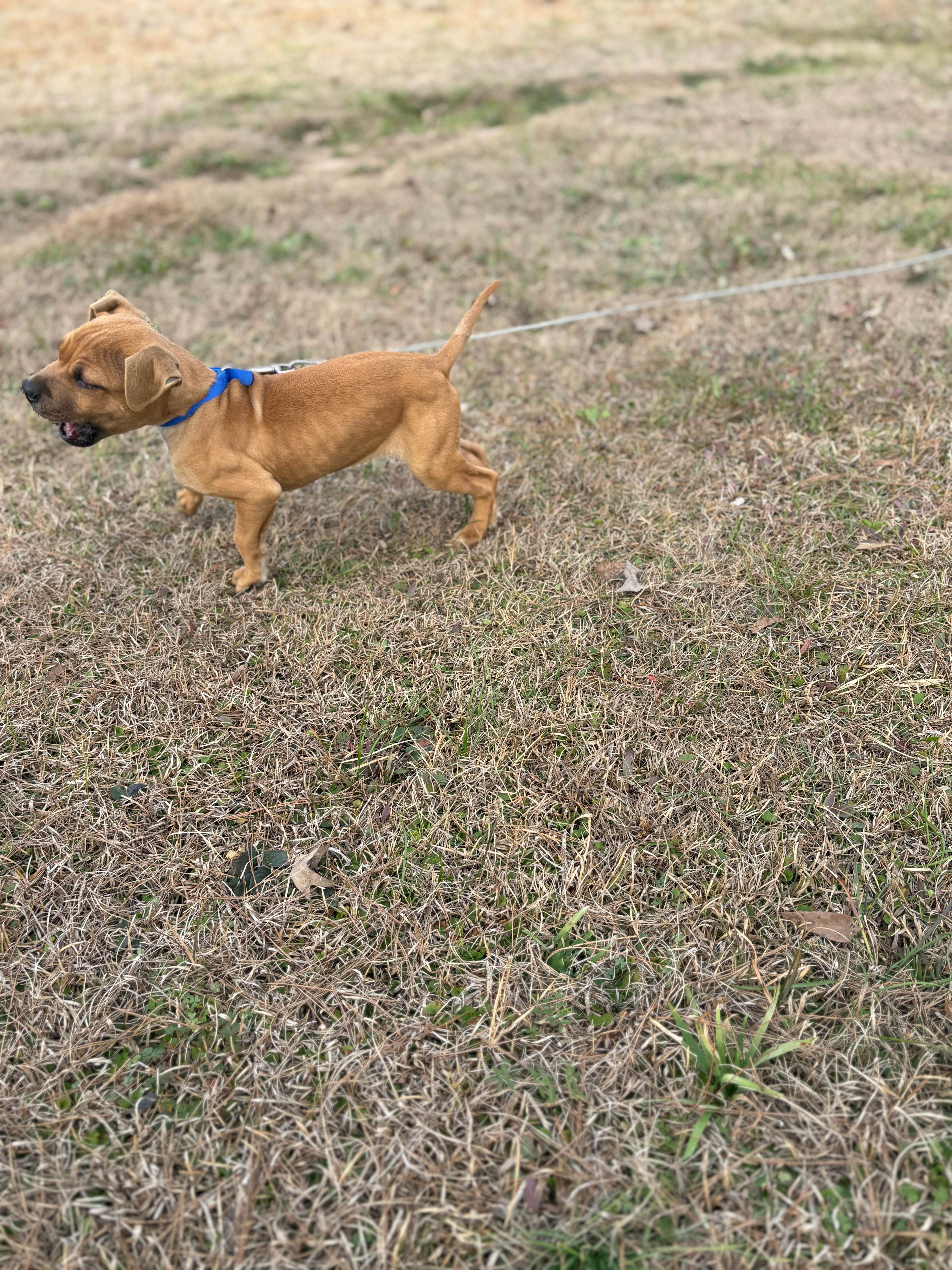 Cool Daddy Mack - sold