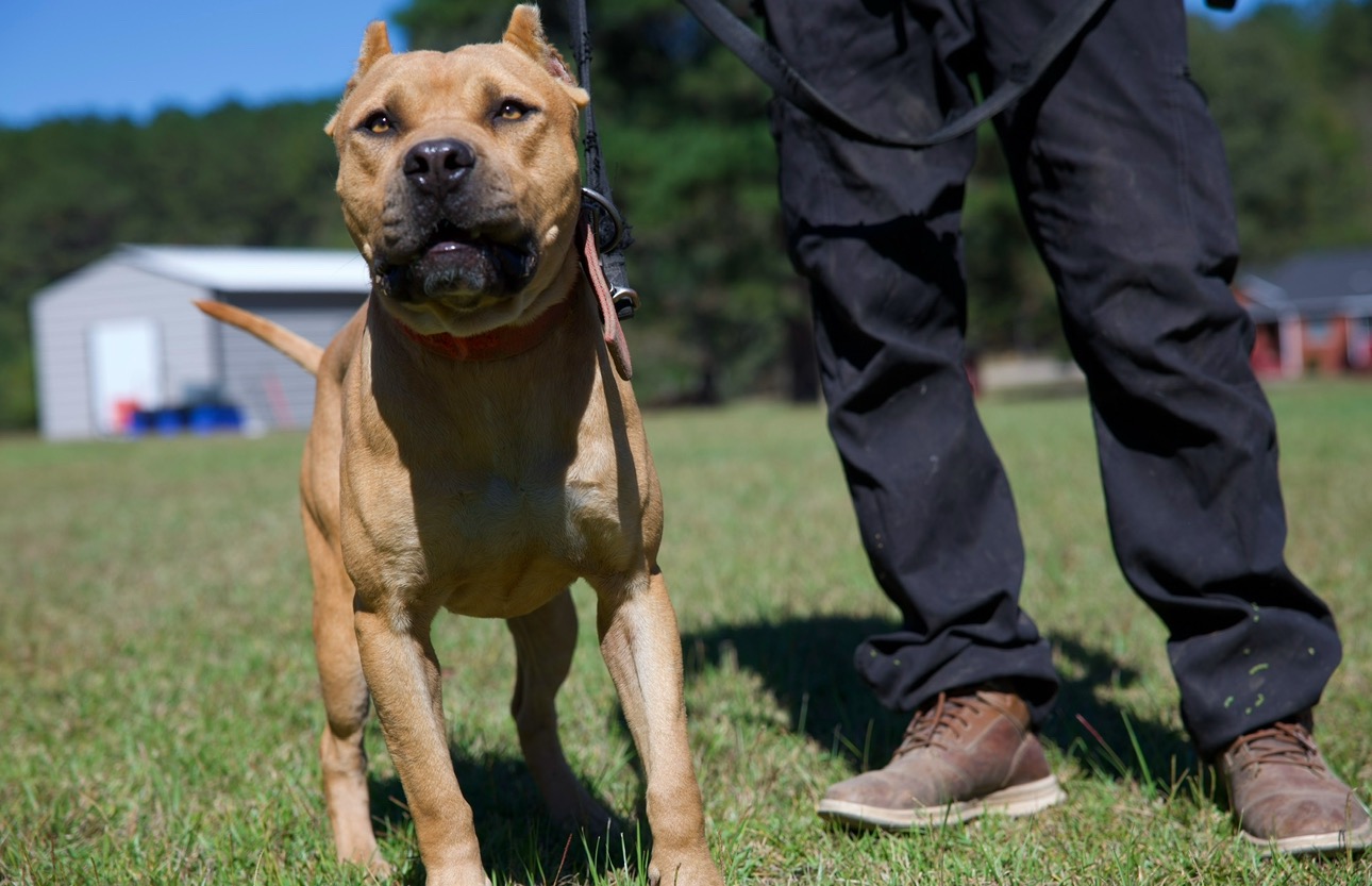 Current American Pit Bull Terrier puppies