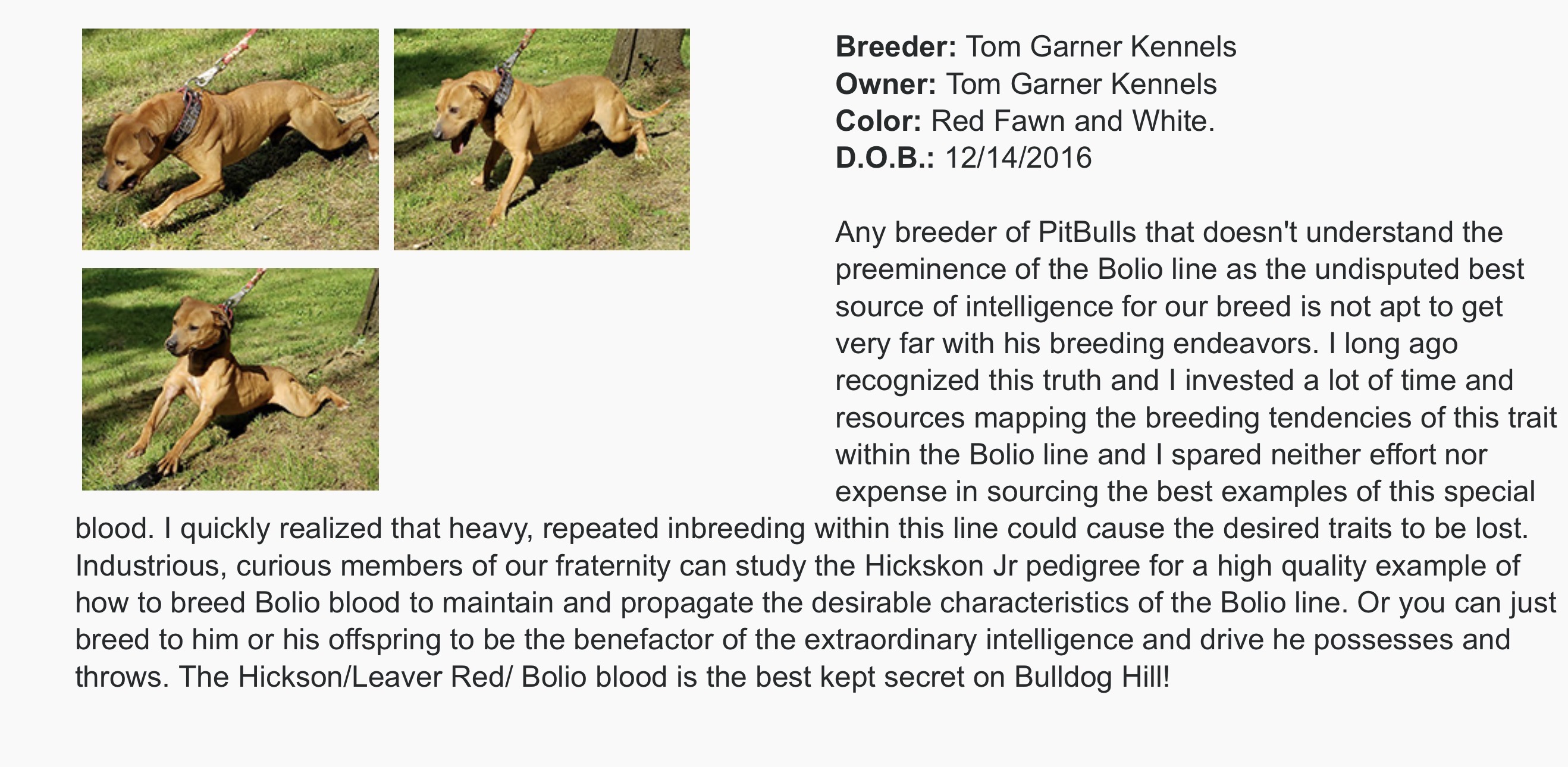 Hickson Jr - Sire for Cayenne breeding