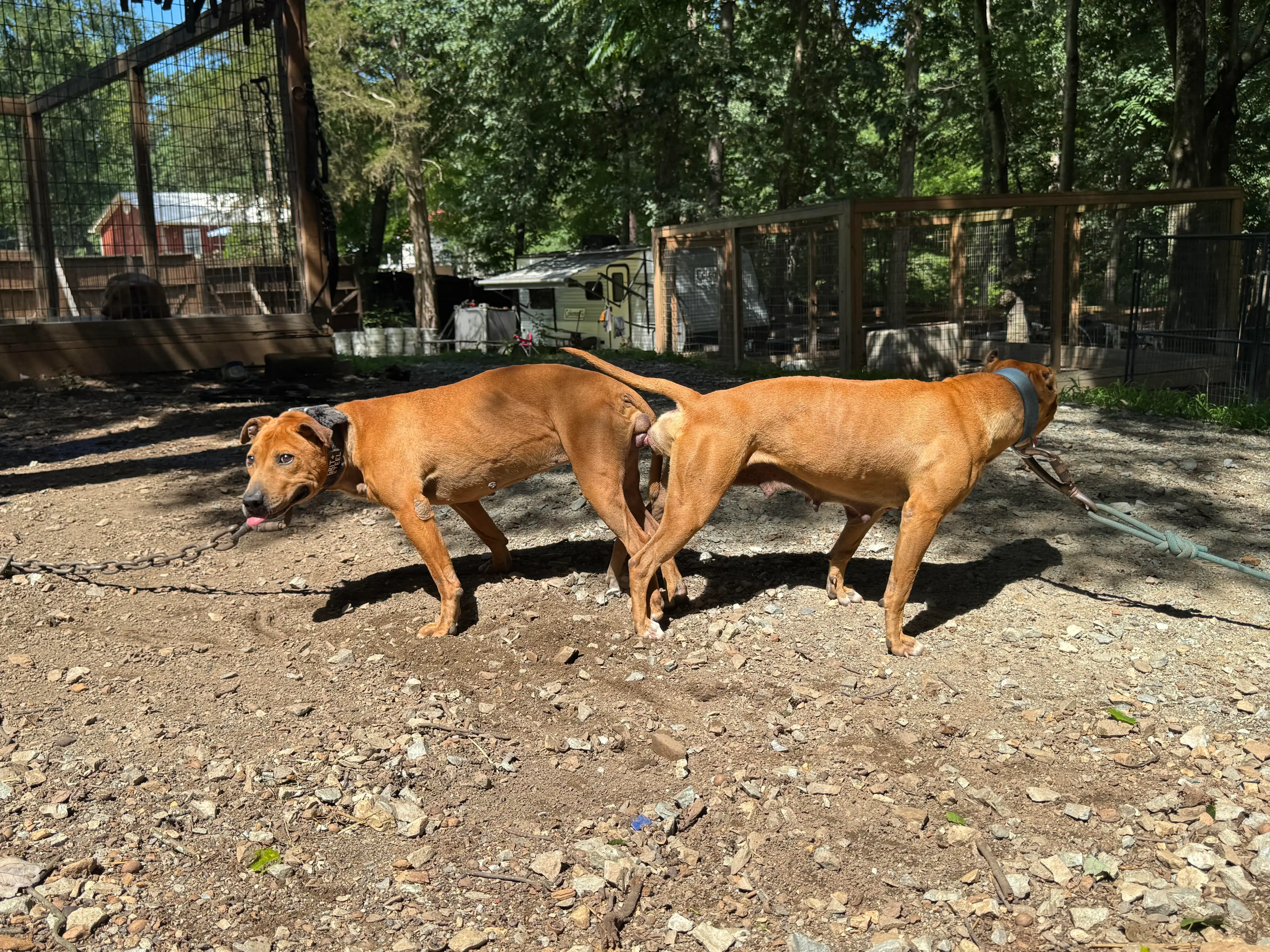 Hickson Jr X Cayenne - Bolio / Sorrells Bloodlines