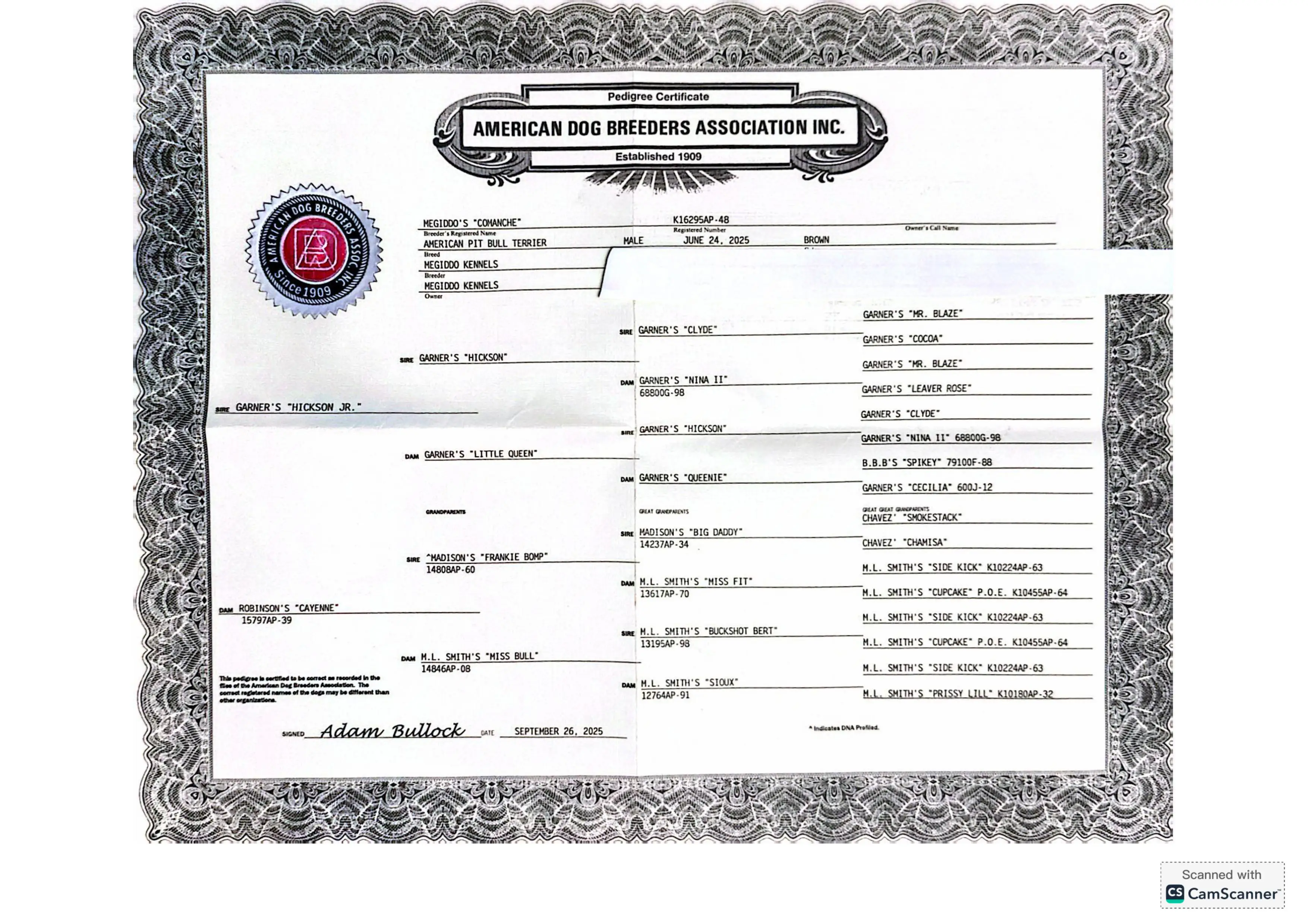 ADBA Litter Pedigree Certificate — click to view full size