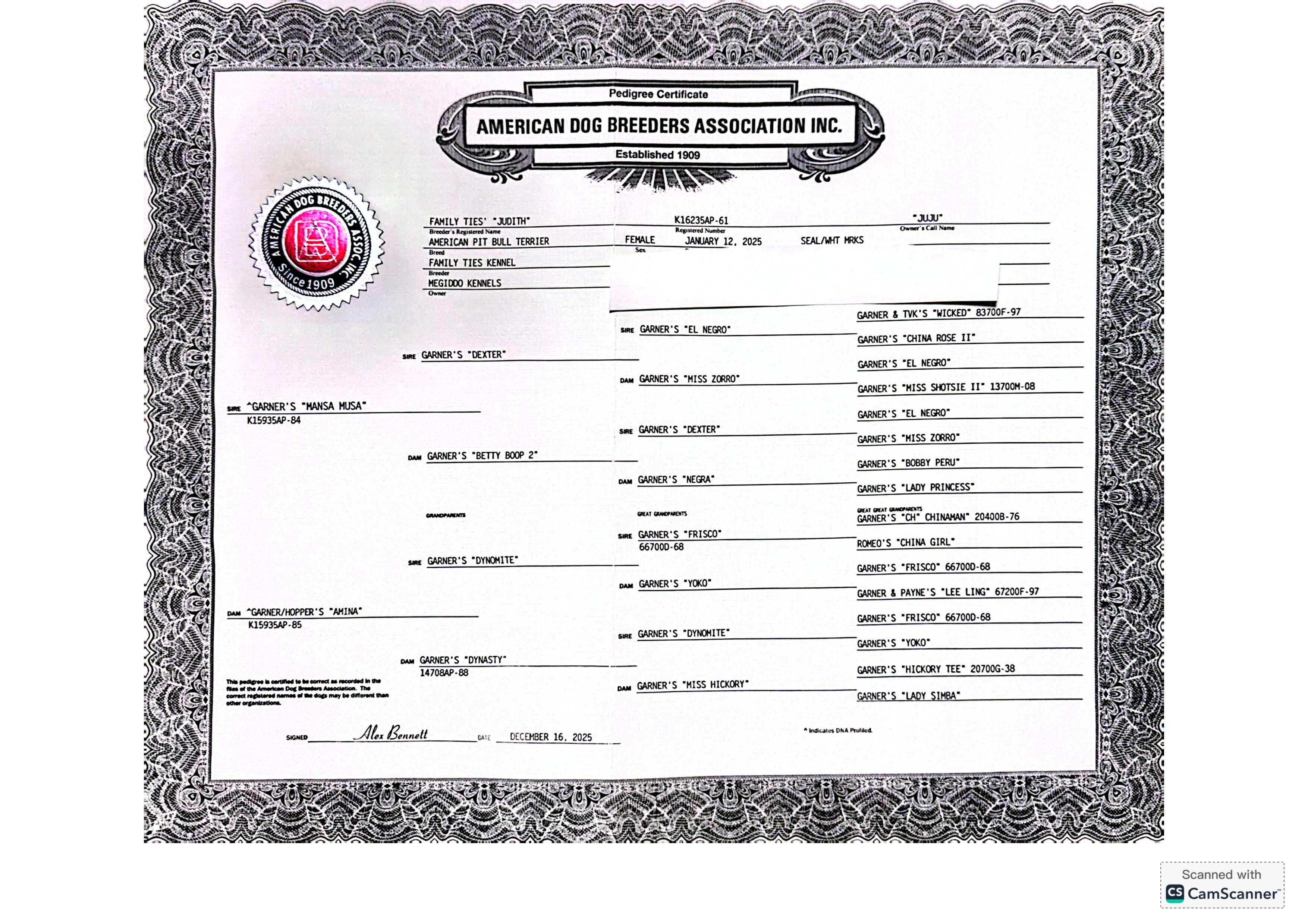 ADBA Litter Pedigree Certificate for Judith