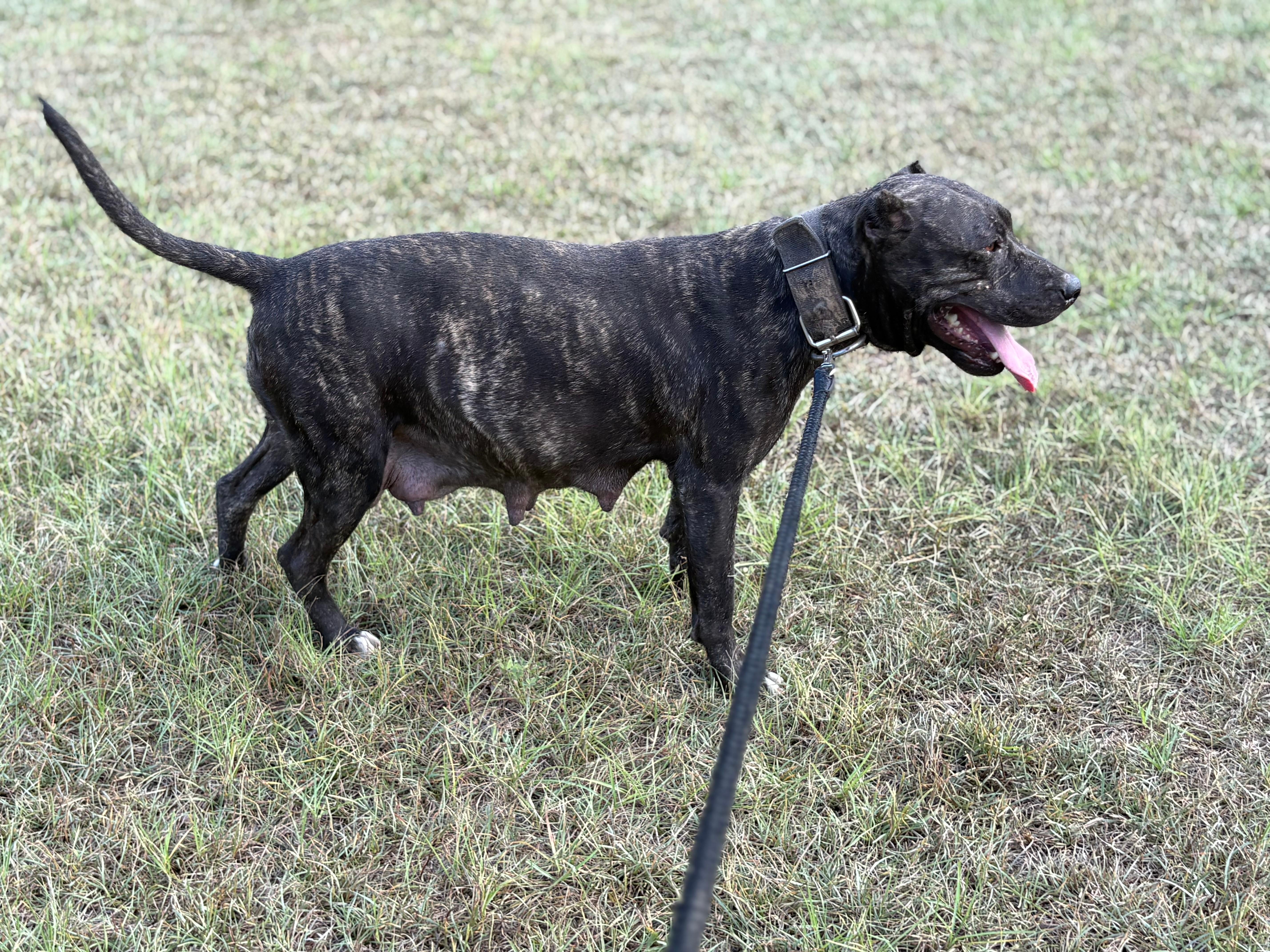 Marvel, a dark brindle American Pit Bull Terrier, standing in profile in grass on a leash with her mouth open and tongue out