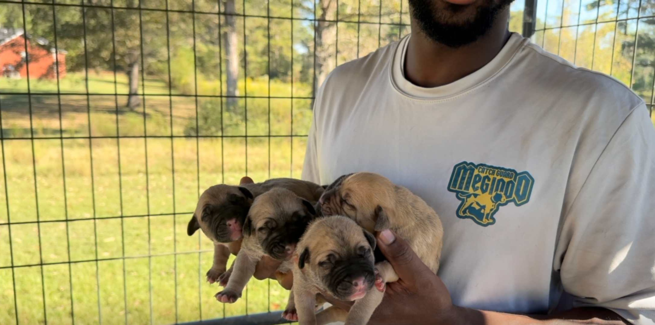 Four newborn Bumpy & Bruce Wayne X Marvel puppies held in hand in front of a wire kennel, with the handler wearing a Catch Guard Megiddo shirt