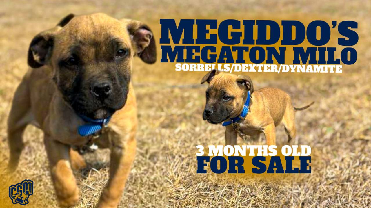Megaton Milo and Cool Daddy Mack - Available Puppies