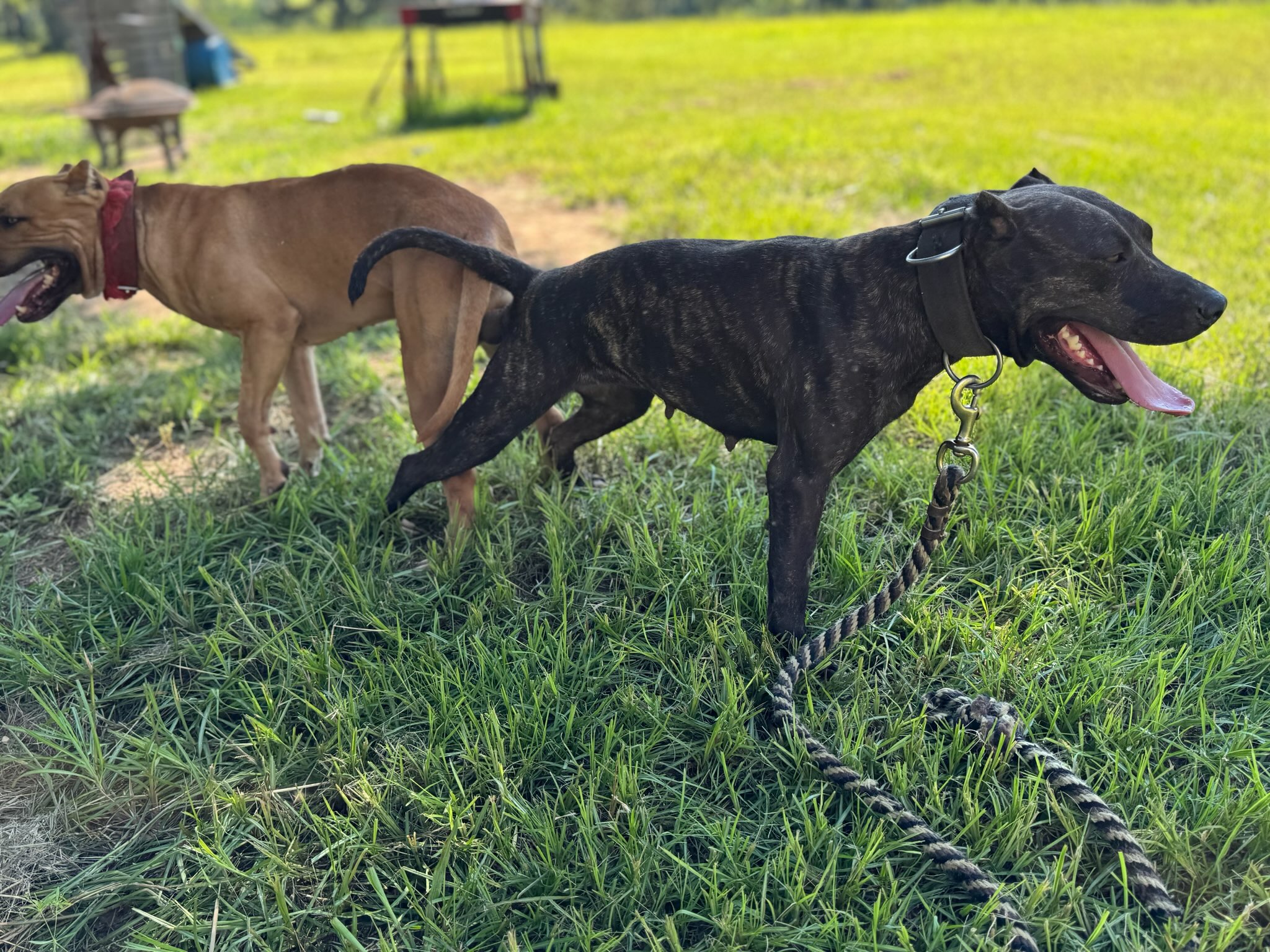 Our dogs at Catch Guard Megiddo