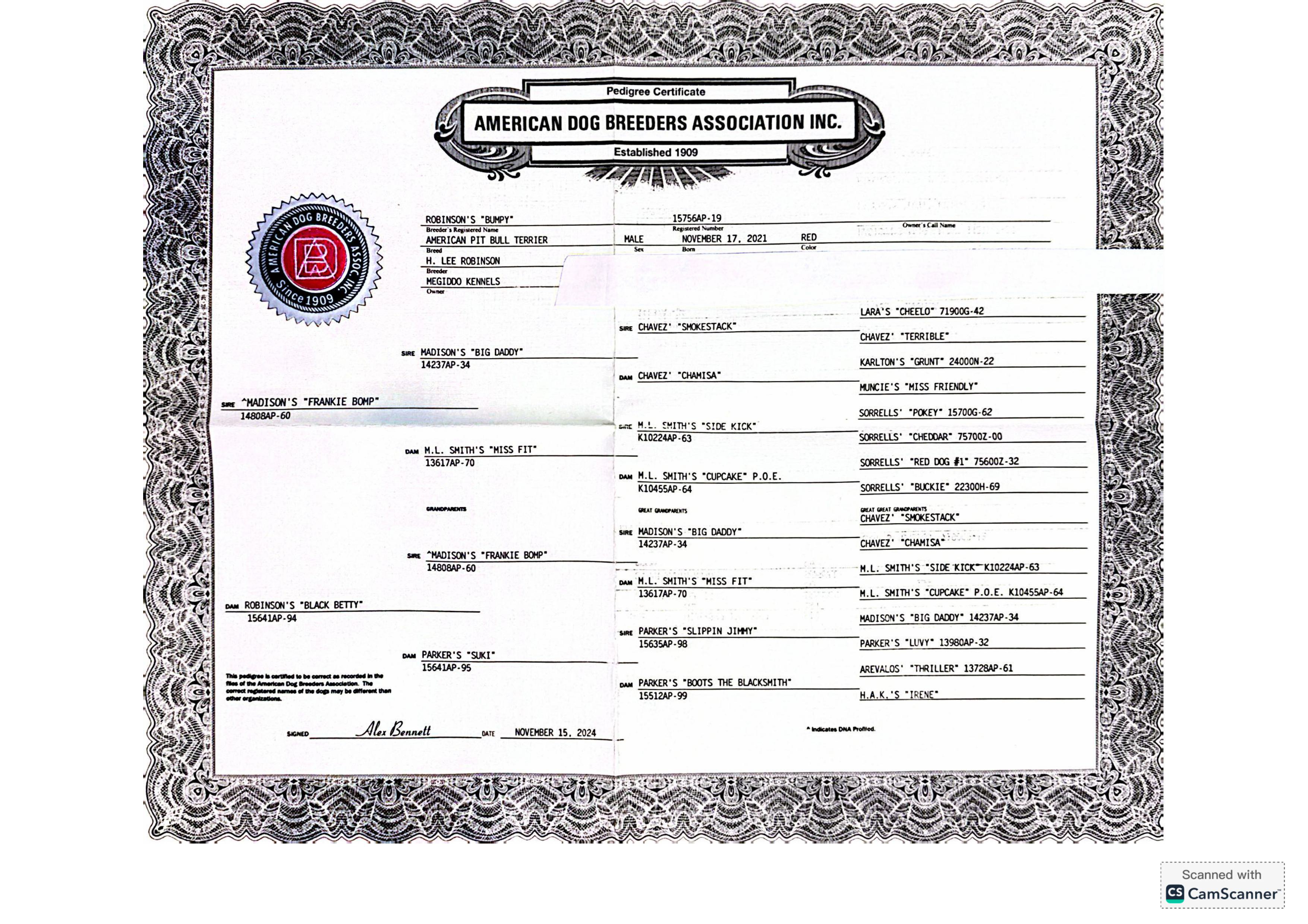 Robinson's Bumpy - Foundation Stud American Pit Bull Terrier - Image 4