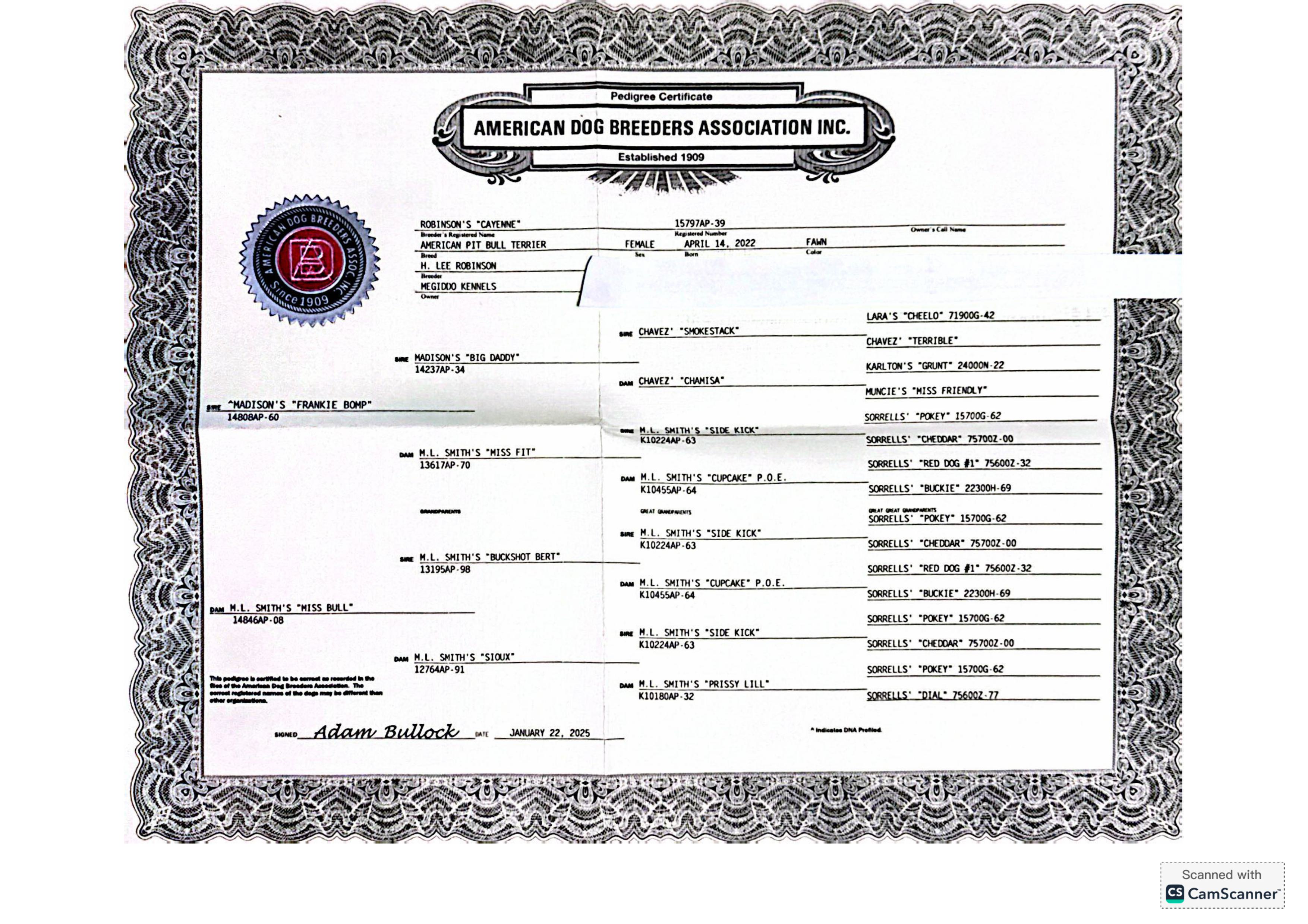 Cayenne - Adult Female American Pit Bull Terrier - Image 2