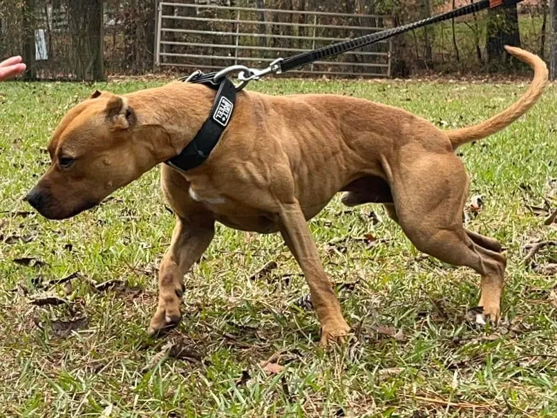 Robinson's Jackknife - Sire