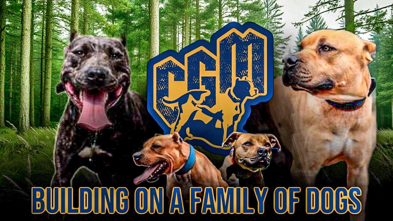Upcoming American Pit Bull Terrier breedings